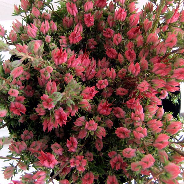 [25年11月中下旬予約]ダーウィニア：タクシフォリア5号ポット