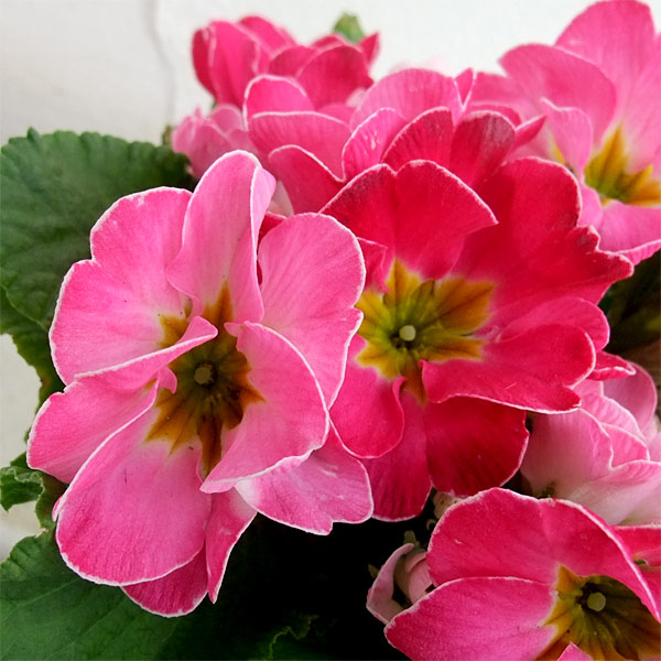 プリムラ：ポリアンサ　チェリーチェリー2　4号鉢