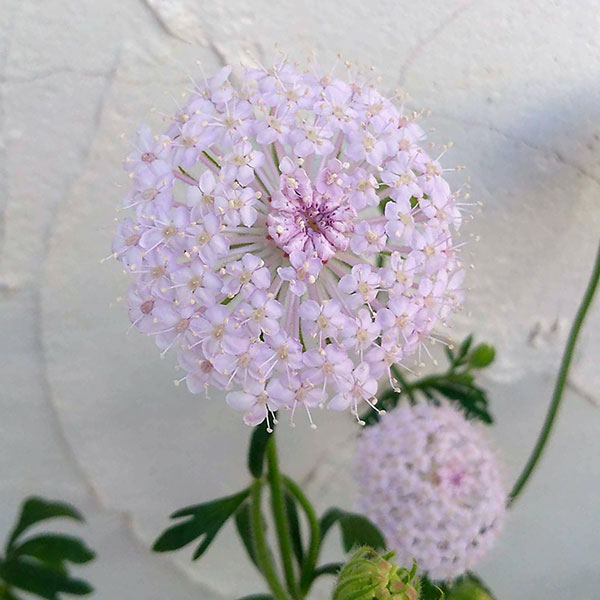 ブルーレースフラワー：ピンク3号ポット