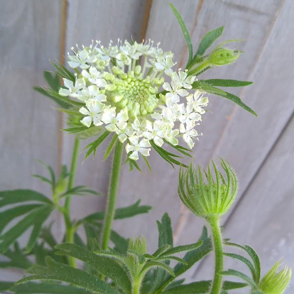 ブルーレースフラワー：ホワイト3-3.5号ポット