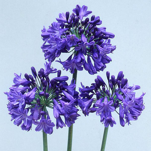 アガパンサス：紫式部 3.5号ポット