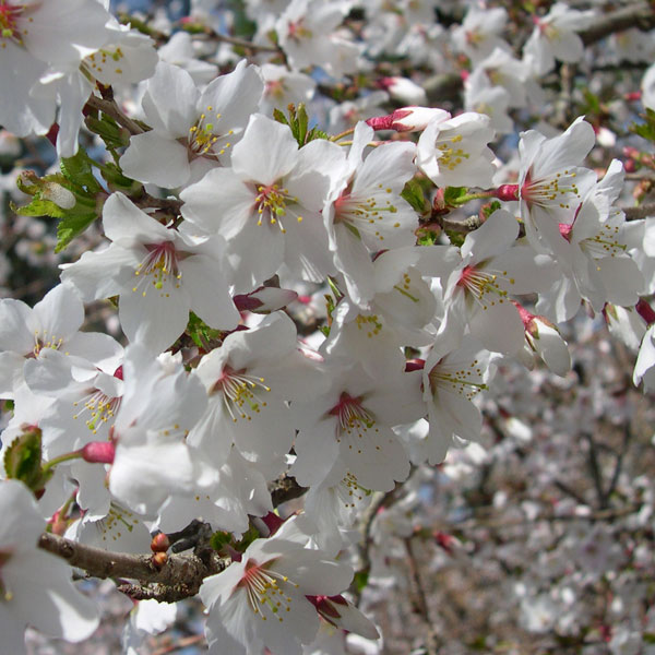 フジザクラ（富士桜）3号ポット