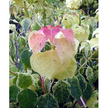 ナンキンハゼ：メトロキャンドル7号ポット