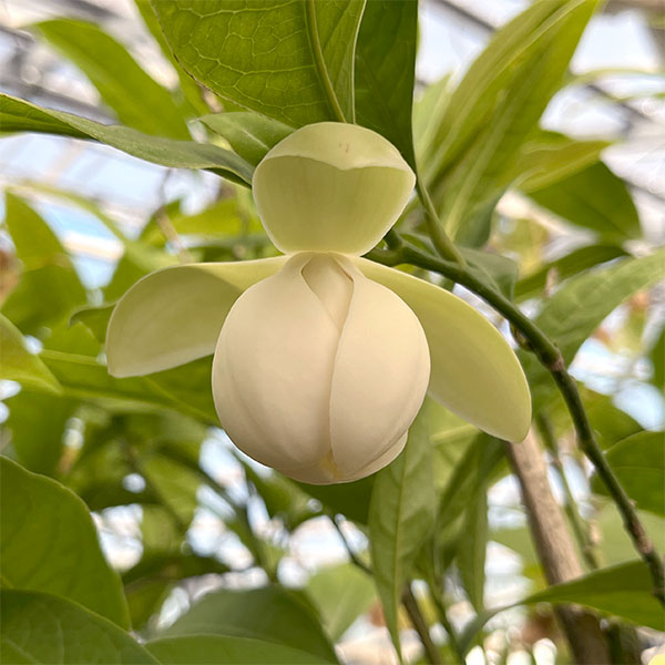 トキワレンゲ（ココマグノリア）3号ポット