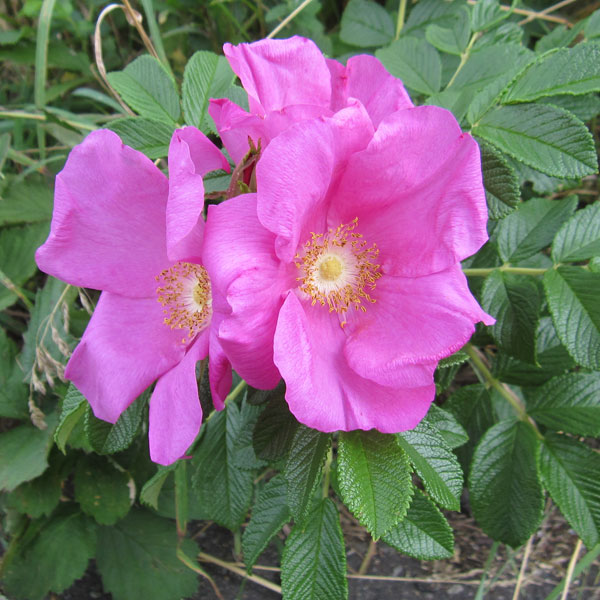 [26年2月中下旬予約]ハマナス（バラ）：桃花一重（ルゴーサ ルブラ）4号ポット