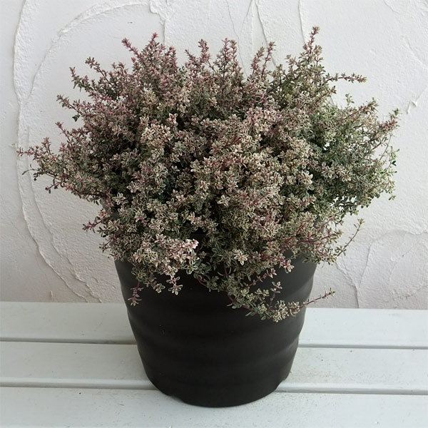 フレグラーポット：27型ダークブラウン5個セット