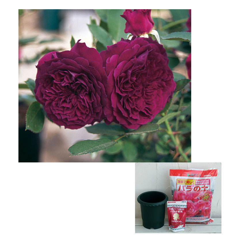 【貴重美品】湖に咲く薔薇 晩秋まで咲くバラ〜11月中旬のローズガーデンでよく咲いていた