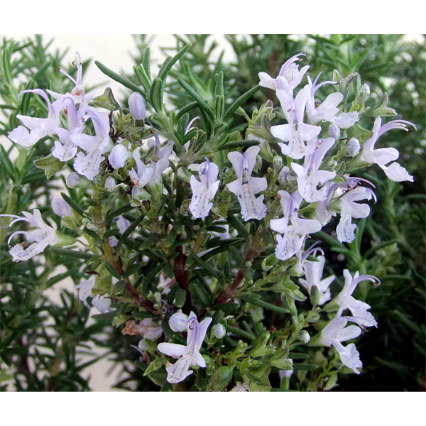 ローズマリー（ほふく性）：ブルーボーイ3号ポット