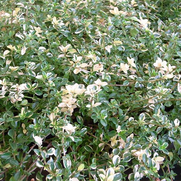 タイム（ほふく性）：フォックスリー2.5号ロングポット