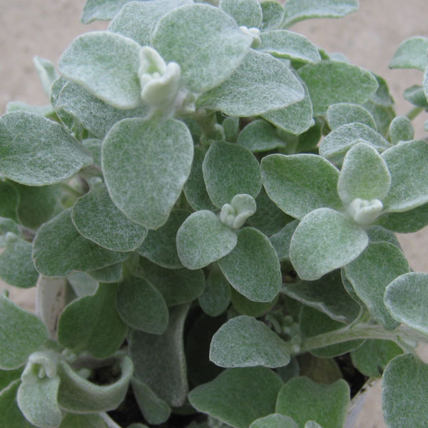 ヘリクリサム：ペティオラレ2.5号ポット2株セット