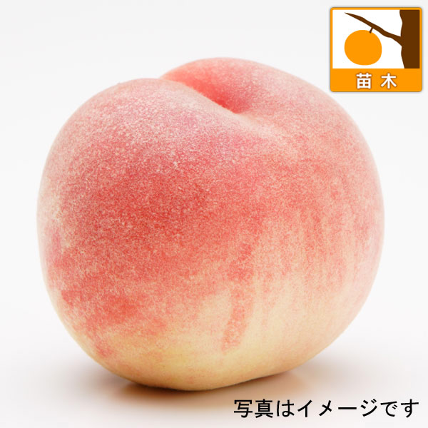 園芸ネット本店｜モモ(桃）：瀬戸内白桃（セトウチハクトウ）4号ポット