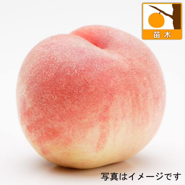 園芸ネット本店｜モモ(桃）：よしひめ4～5号ポット＊＊ の通販【公式】