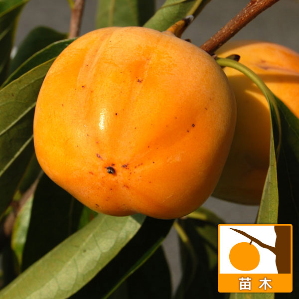 カキ（柿）：大実西条4号ポット