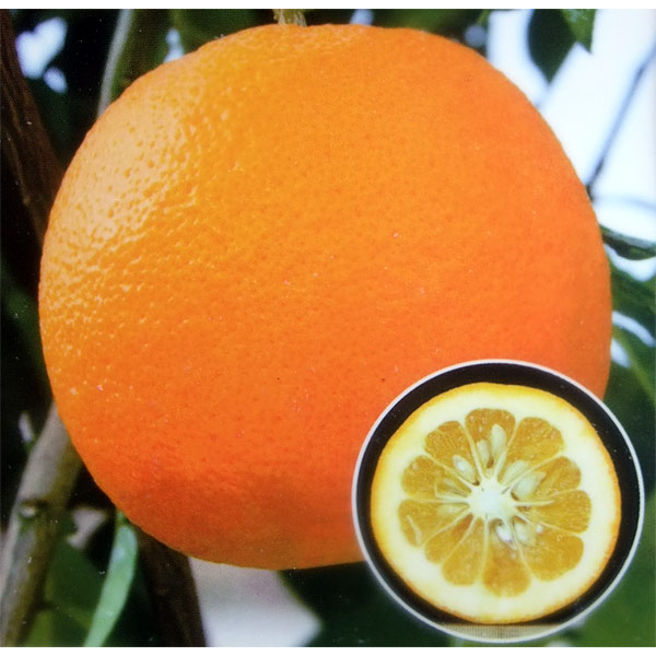 ダイダイ4～5号ポット＊