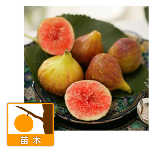 イチジク：ロードス4～5号ポット