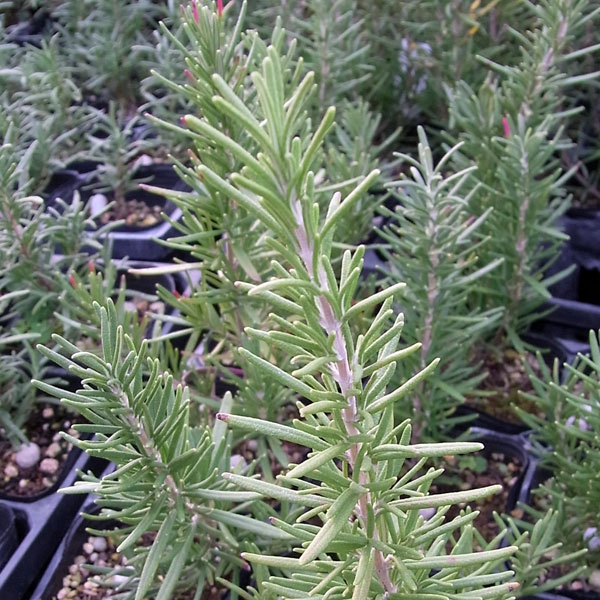 ローズマリー（立性）：ファーンオークス　ハーディ3号ポット