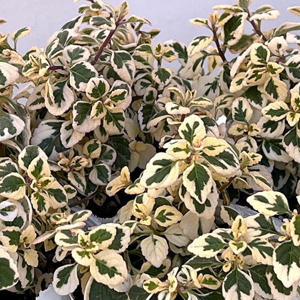 ヘミジギア：マーブルキャンディー2.5-3号ポット 3株セット