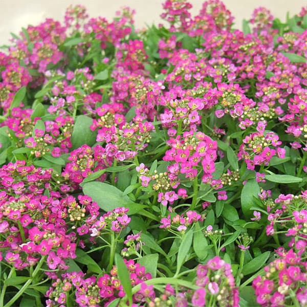 アリッサム:ディープピンク2.5号ロングポット3株セット