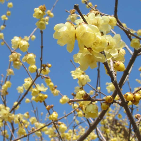 ロウバイ：素心（ソシン）ロウバイ4号ポット