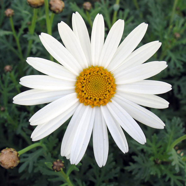 マーガレット：サワーリップル4.5号ポット