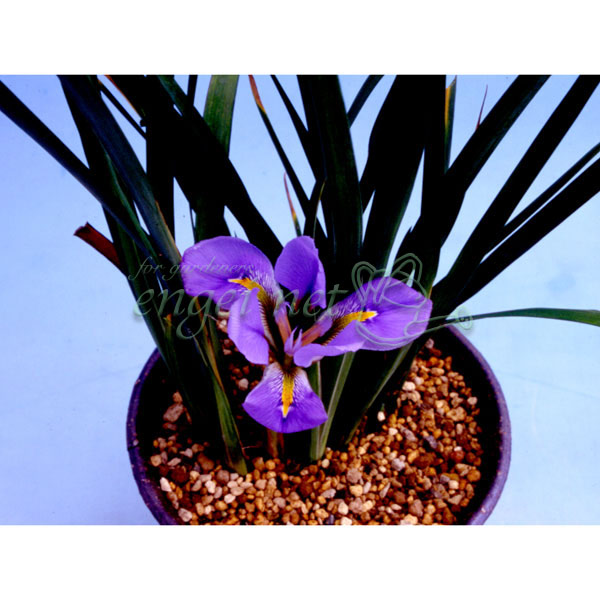 アヤメ:寒咲きアヤメ3.5号ポット