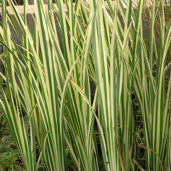 水生植物:フイリニオイショウブ3号ポット