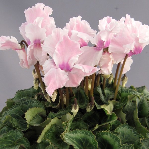 シクラメン：あげは・ピンクフレーム5号鉢植え カゴ付き