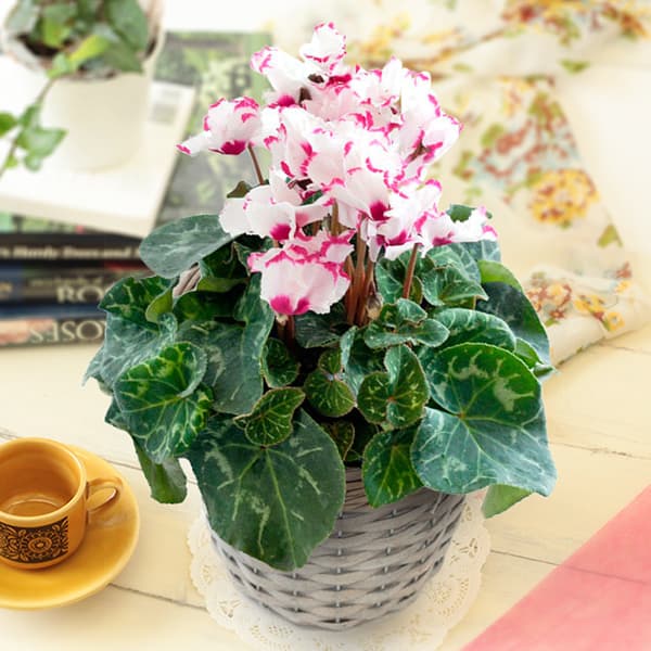 シクラメン：ビクトリア 5号植えカゴ付き