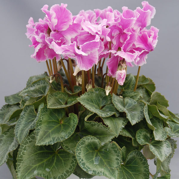 シクラメン：アゲハ・バイオレットレーム5号鉢植え カゴ付き