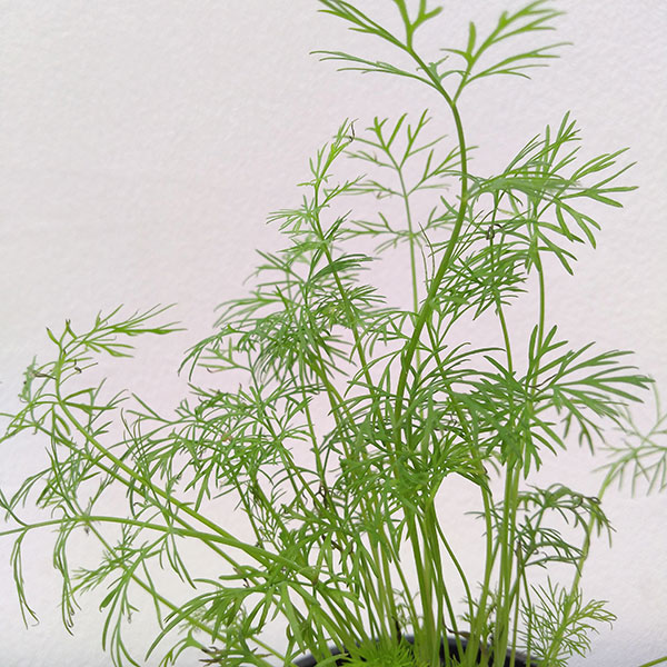 ディル3号ポット12株セット