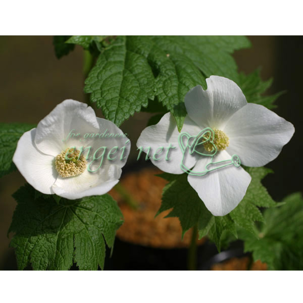 [26年2月中下旬予約]シラネアオイ（白根葵）：白花 大株2～3芽立ち 4号ポット