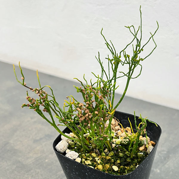 マツバラン:錦糸折鶴(キンシオリヅル)3.5号鉢植え