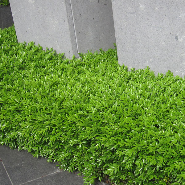 クサツゲ4号ポット 5株セット