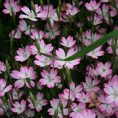 ビスカリア：チェリーブロッサム3～3.5号ポット 2株セット