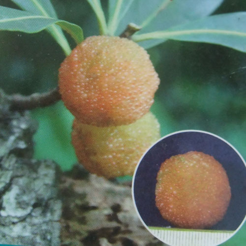 ヤマモモ（山桃）：白桃（しろもも）5号ポット