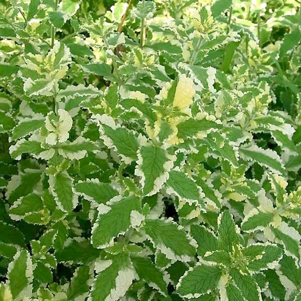 グランドカバー（約1平方米分）：ミント：パイナップルミント3号ポット16株セット