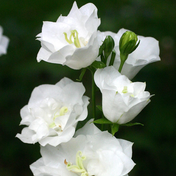 カンパニュラ：ホワイトティアラ11cm角ポット