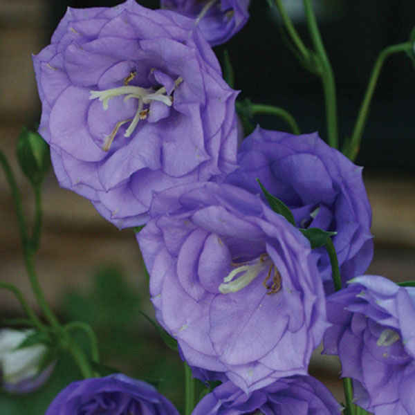 カンパニュラ：ブルーデライト11cm角ポット