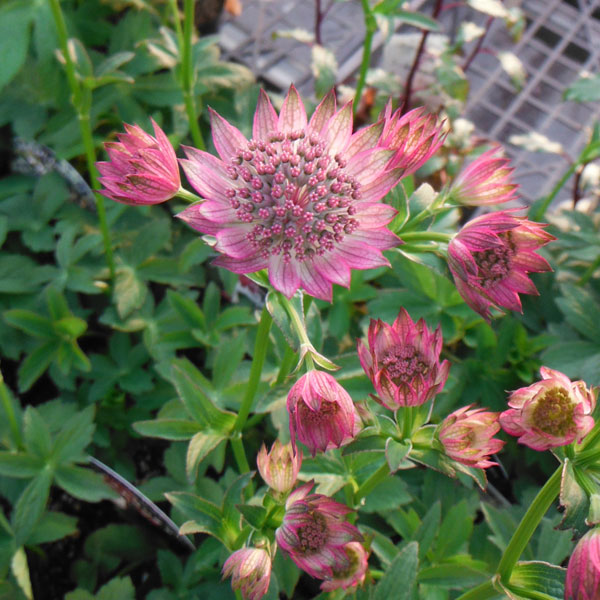 アストランティア：ローマ11cm角ポット