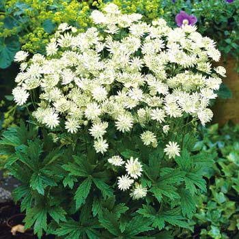 アストランティア：スノースター11cm角ポット