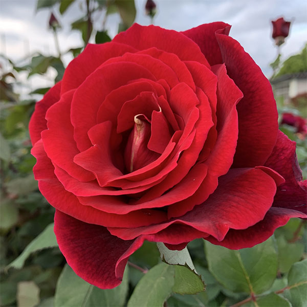 ハイブリッドティー：ミスターリンカーン接木苗4号ロングポット