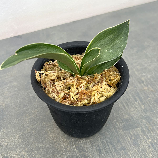 オモト（万年青）：お多福（おたふく）3号プラ鉢植え