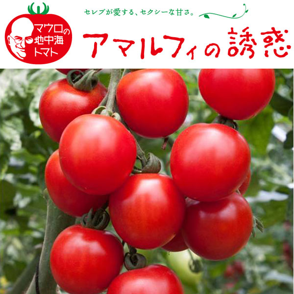[送料無料]イタリアントマト：アマルフィの誘惑3号ポット24株セット