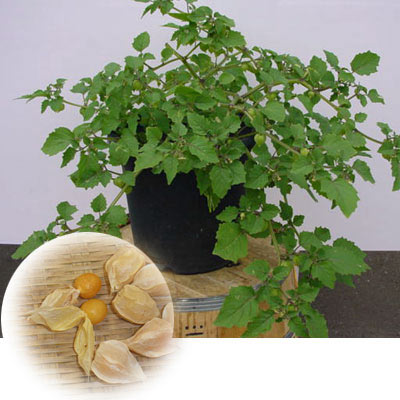 食用ホオズキ：スイートパール3号ポット2株セット