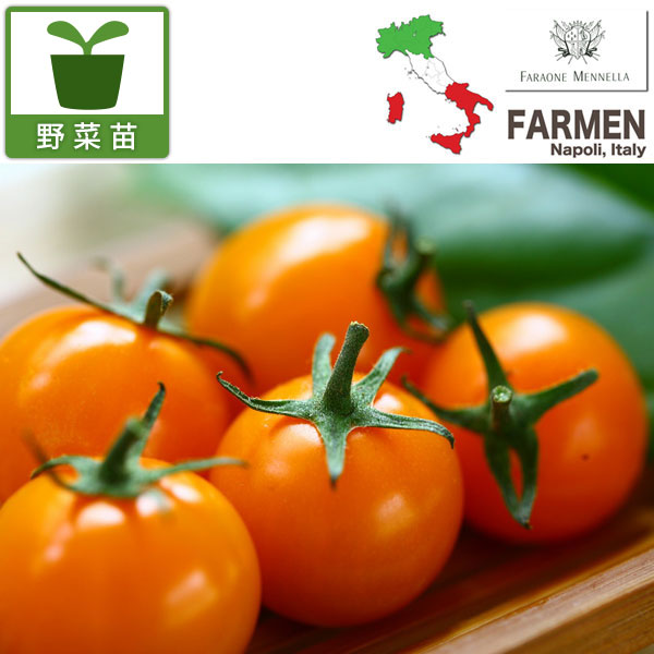 園芸ネット本店｜生食用イタリアントマト（無農薬）：イタリアン