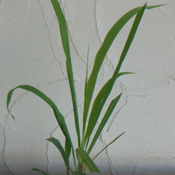 レモングラス4号ポット2株セット の通販 | 園芸ネット