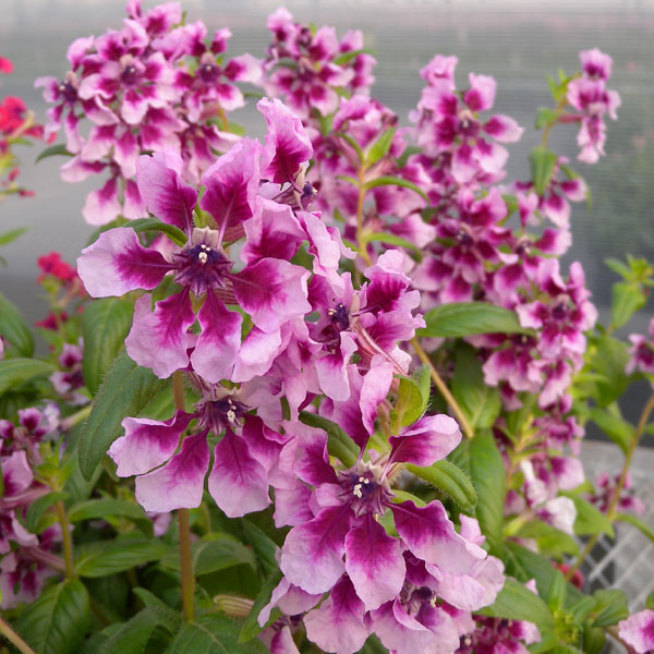 園芸ネット本店｜クフェア：サンフェスタピンクカシス3.5号ポット2株