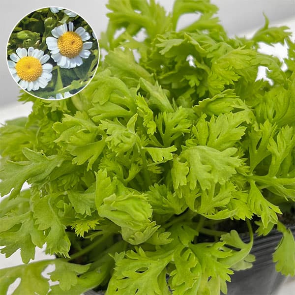 園芸ネット本店｜タナセタム ゴールデンモス3.5号ポット の通販【公式】