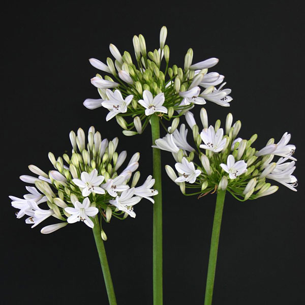 アガパンサス：ガーデンクイーン3.5号ポット苗