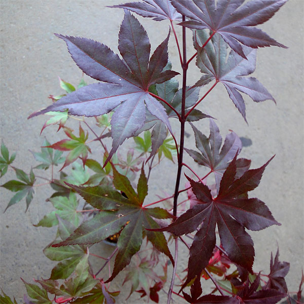 モミジ:藤波(フジナミ)4号ポット